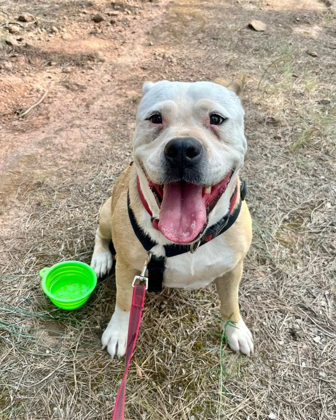 CUCA, female Mixed Breed for adoption at APAN — Protectora d