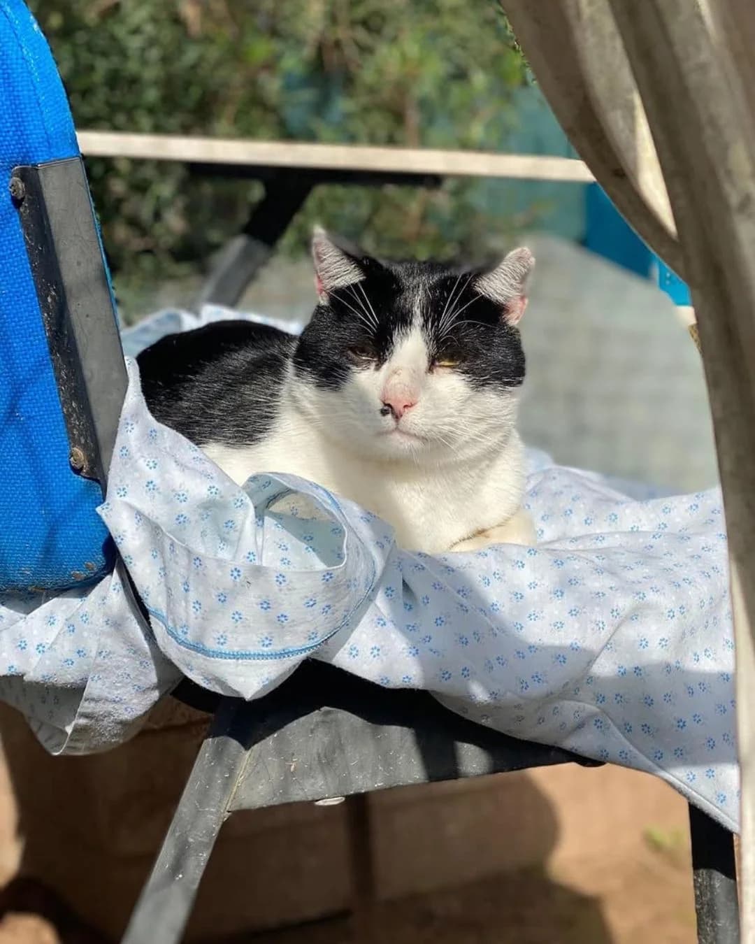DIEGO, male Mixed Breed for adoption at APAN — Protectora d