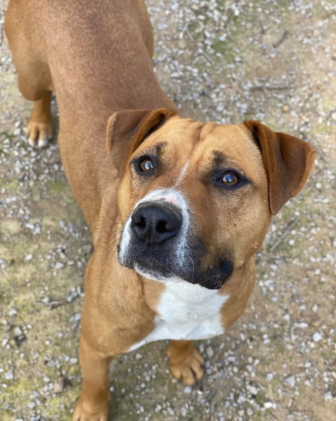 OLIVIA, female Mixed Breed for adoption at APAN — Protectora d