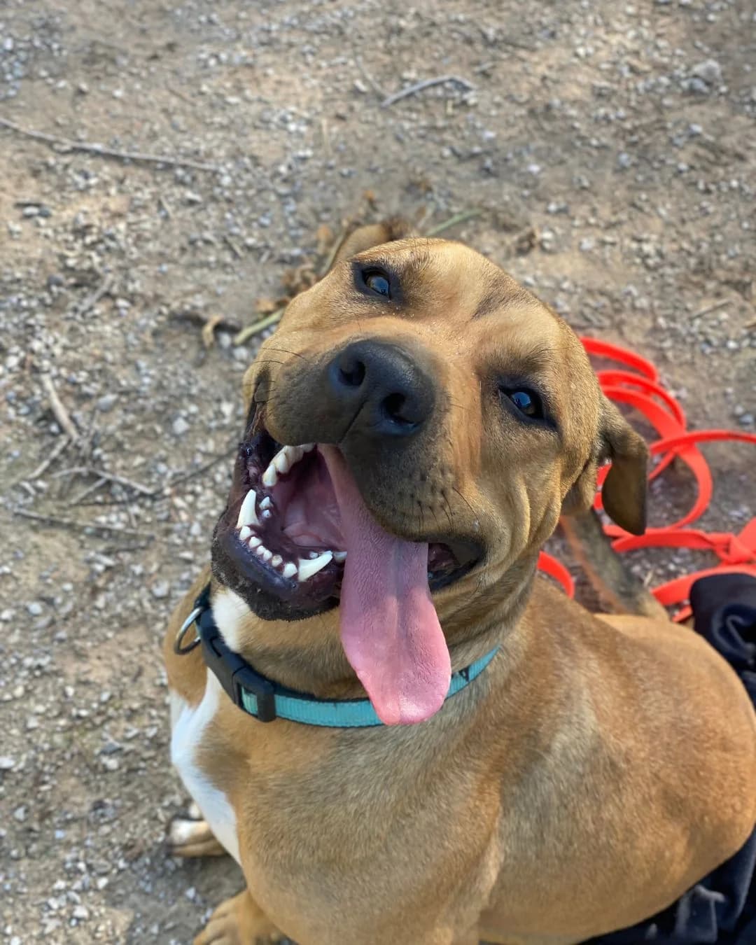 NEWTON, male Mixed Breed for adoption at APAN — Protectora d