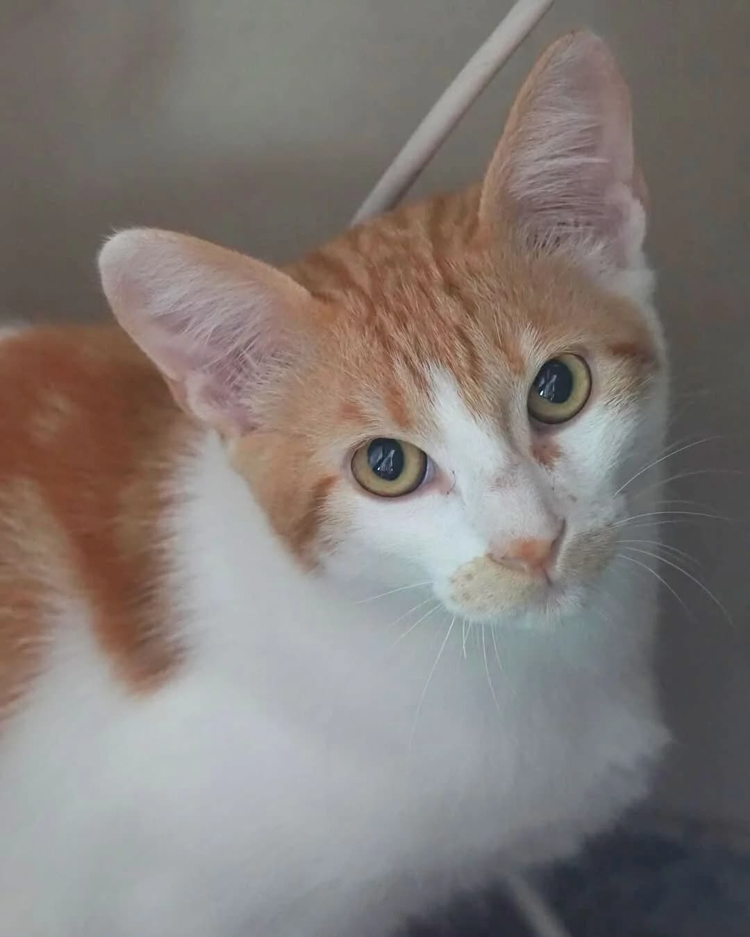 GERD, male Mixed Breed for adoption at APAN — Protectora d