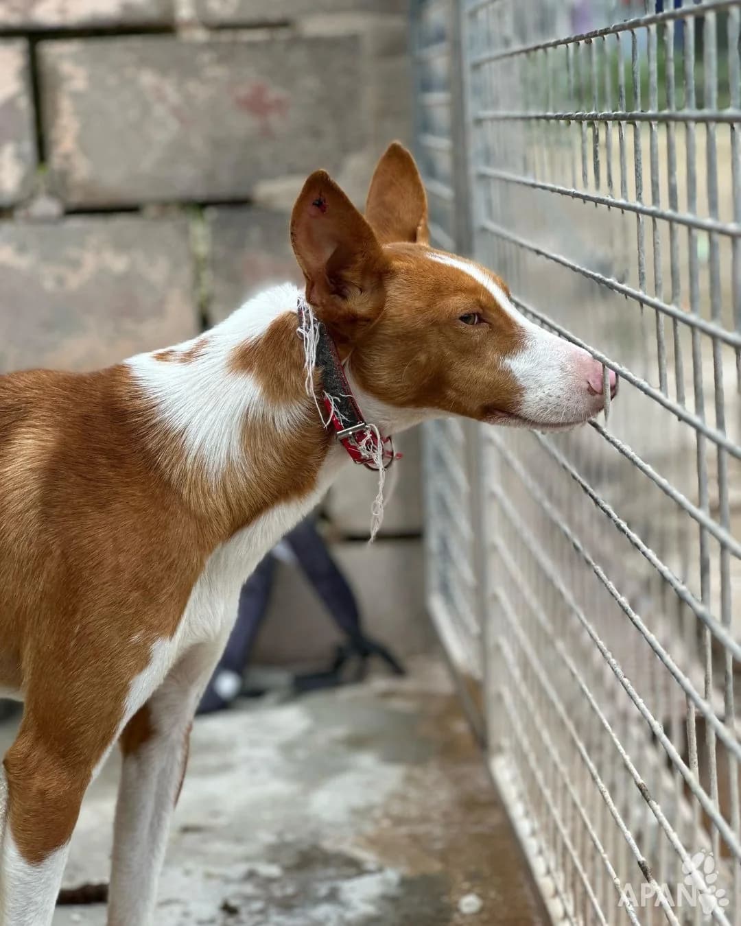 PINOCHO, female Mixed Breed for adoption at APAN — Protectora d