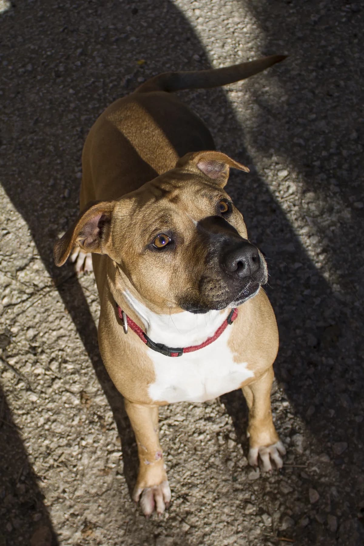 LARA, female Mixed Breed for adoption at APAN — Protectora d