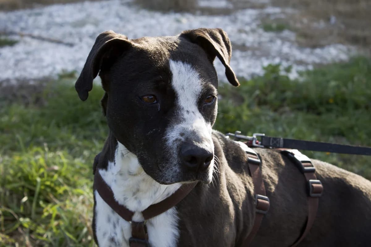 DOLÇA, female Mixed Breed for adoption at APAN — Protectora d