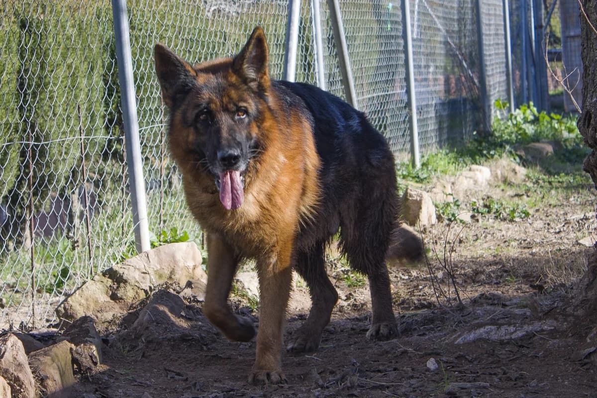 REX, male Mixed Breed for adoption at APAN — Protectora d