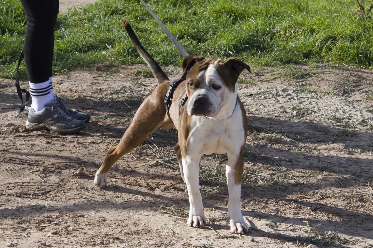 DRAKO, male Mixed Breed for adoption at APAN — Protectora d