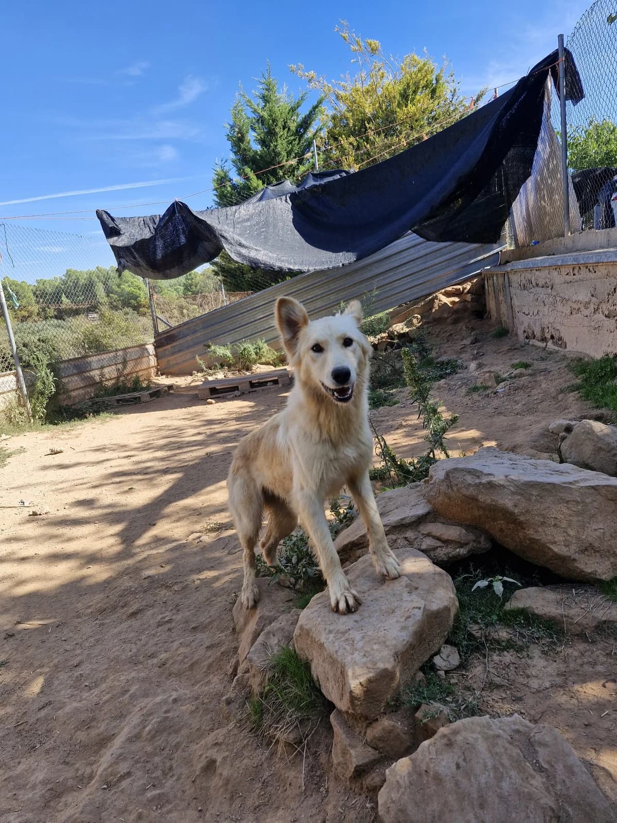 ESTRELLA, female Mixed Breed for adoption at APAN — Protectora d