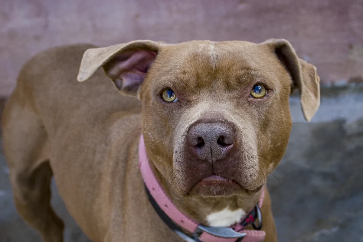 TYSON, male Mixed Breed for adoption at APAN — Protectora d