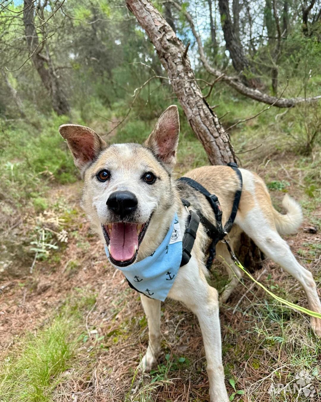 ROCKET, male Mixed Breed for adoption at APAN — Protectora d