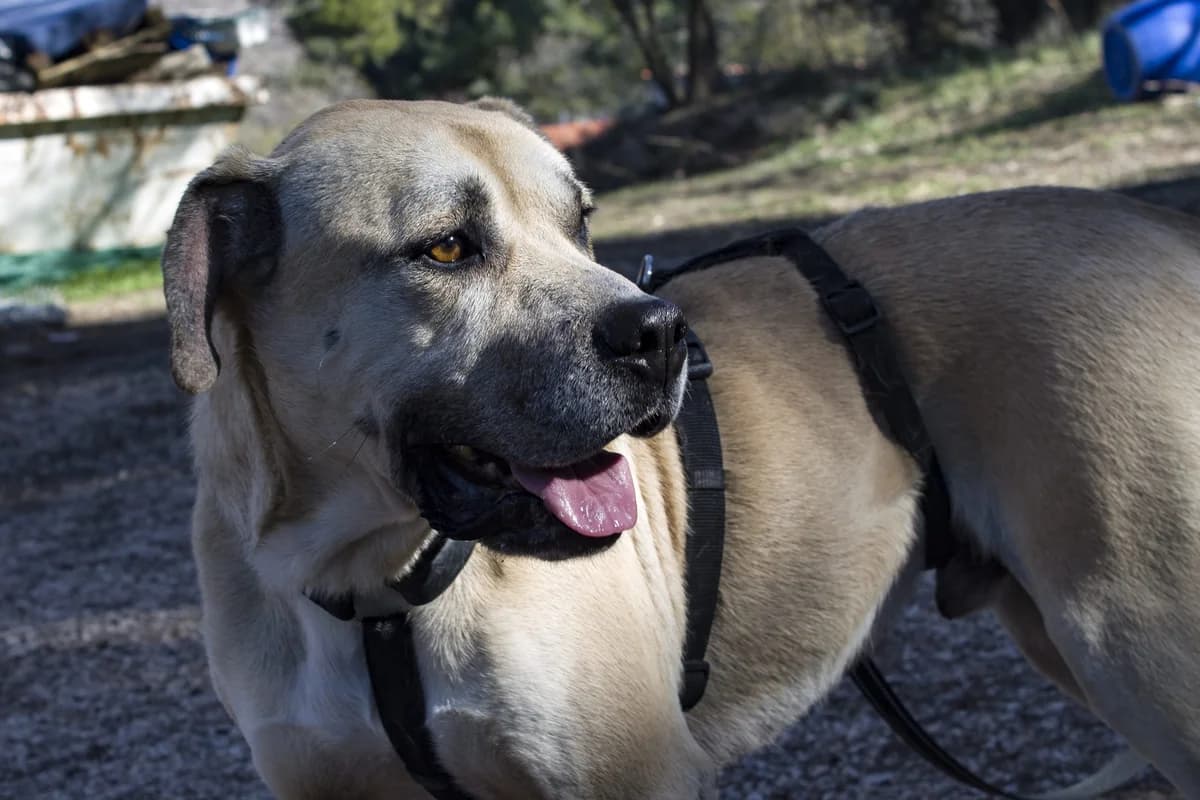 BAXTER, male Mixed Breed for adoption at APAN — Protectora d