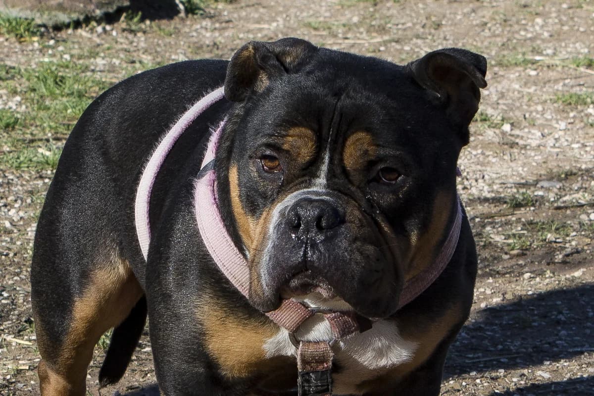 KONG, male Mixed Breed for adoption at APAN — Protectora d
