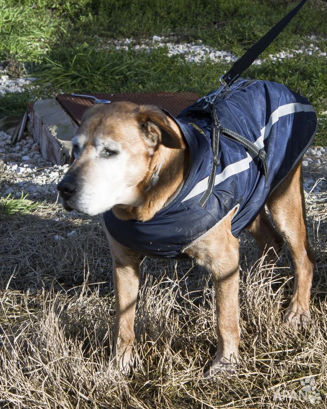 YACKO, male Mixed Breed for adoption at APAN — Protectora d