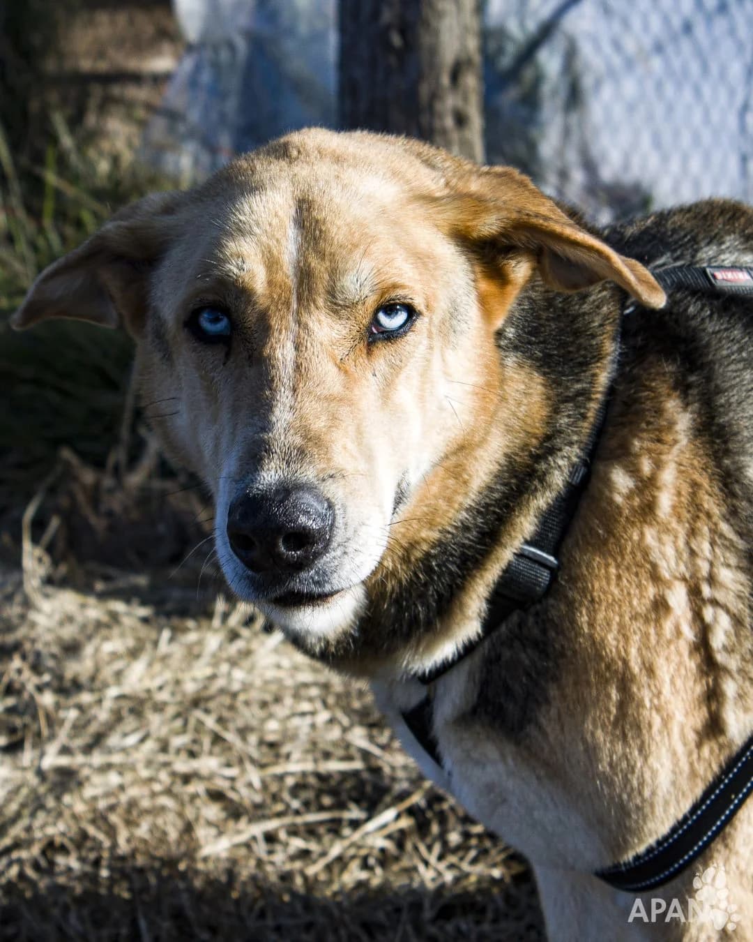 SAILAR, male Mixed Breed for adoption at APAN — Protectora d