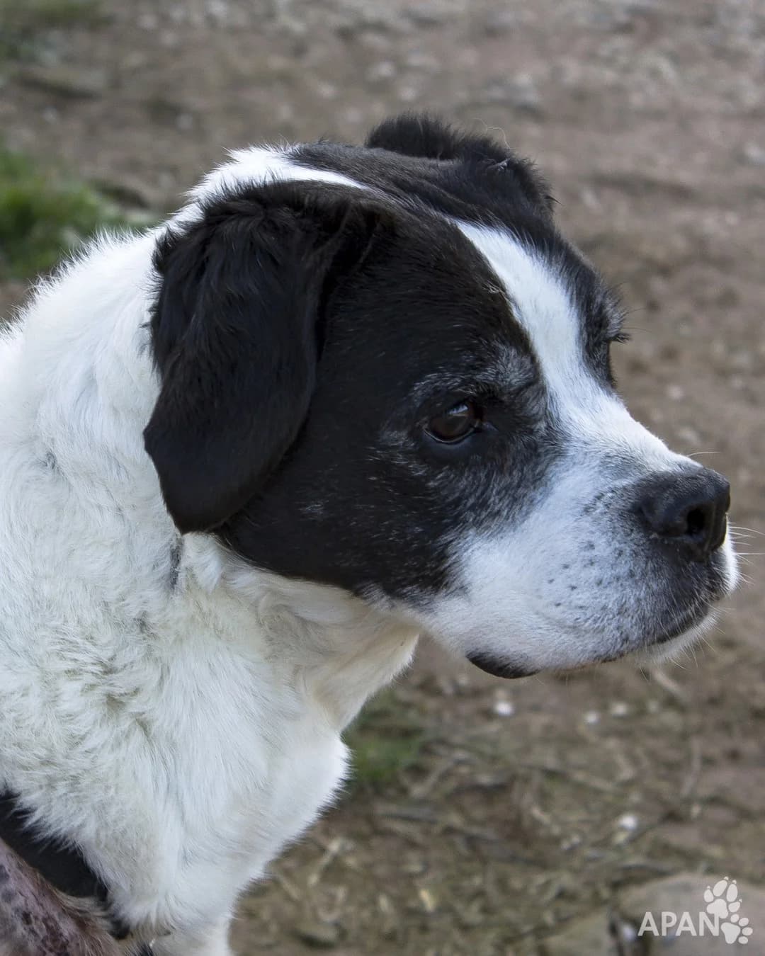 KIARA, female Mixed Breed for adoption at APAN — Protectora d
