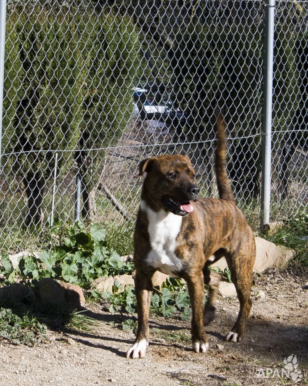 RAGNAR, male Mixed Breed for adoption at APAN — Protectora d