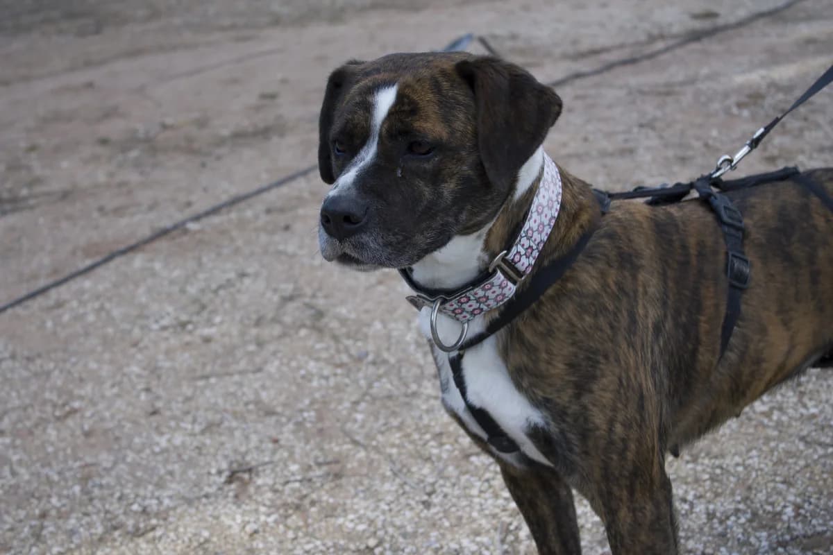 KIRA, female Mixed Breed for adoption at APAN — Protectora d