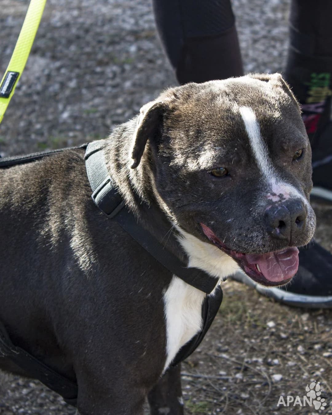 RENAULT, male Mixed Breed for adoption at APAN — Protectora d