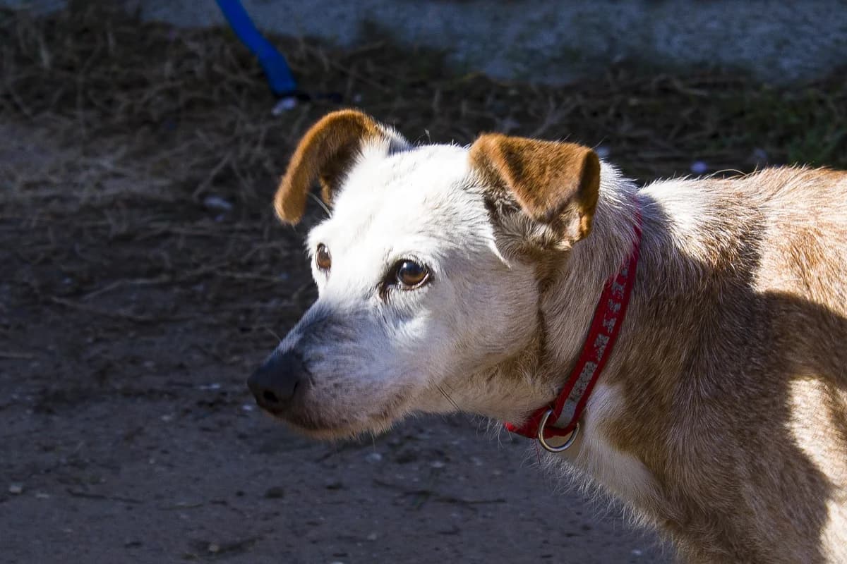 RUBIA, female Mixed Breed for adoption at APAN — Protectora d