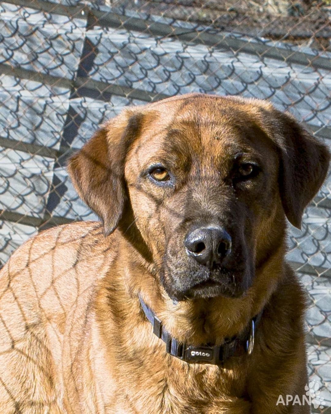 RUFUS, male Mixed Breed for adoption at APAN — Protectora d