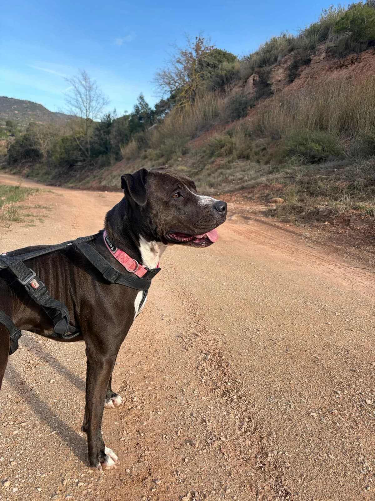 KIRA, female Mixed Breed for adoption at APAN — Protectora d