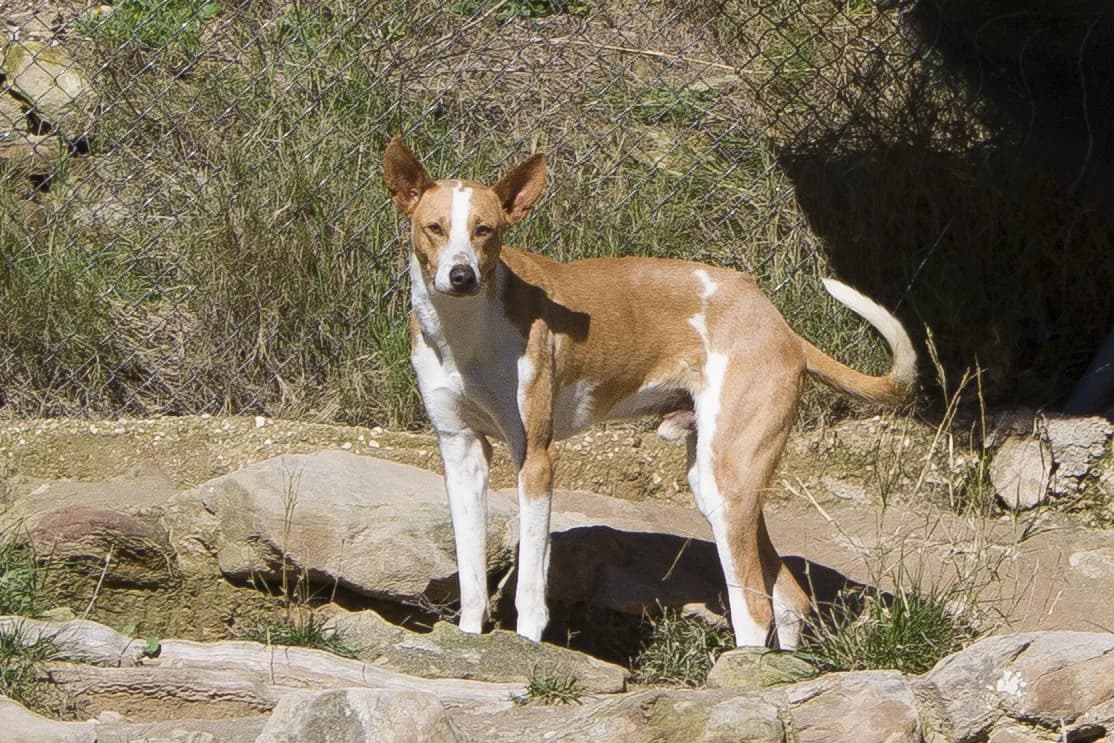 TIMMY, male Mixed Breed for adoption at APAN — Protectora d