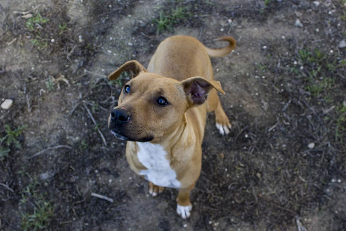SALDA, female Mixed Breed for adoption at APAN — Protectora d