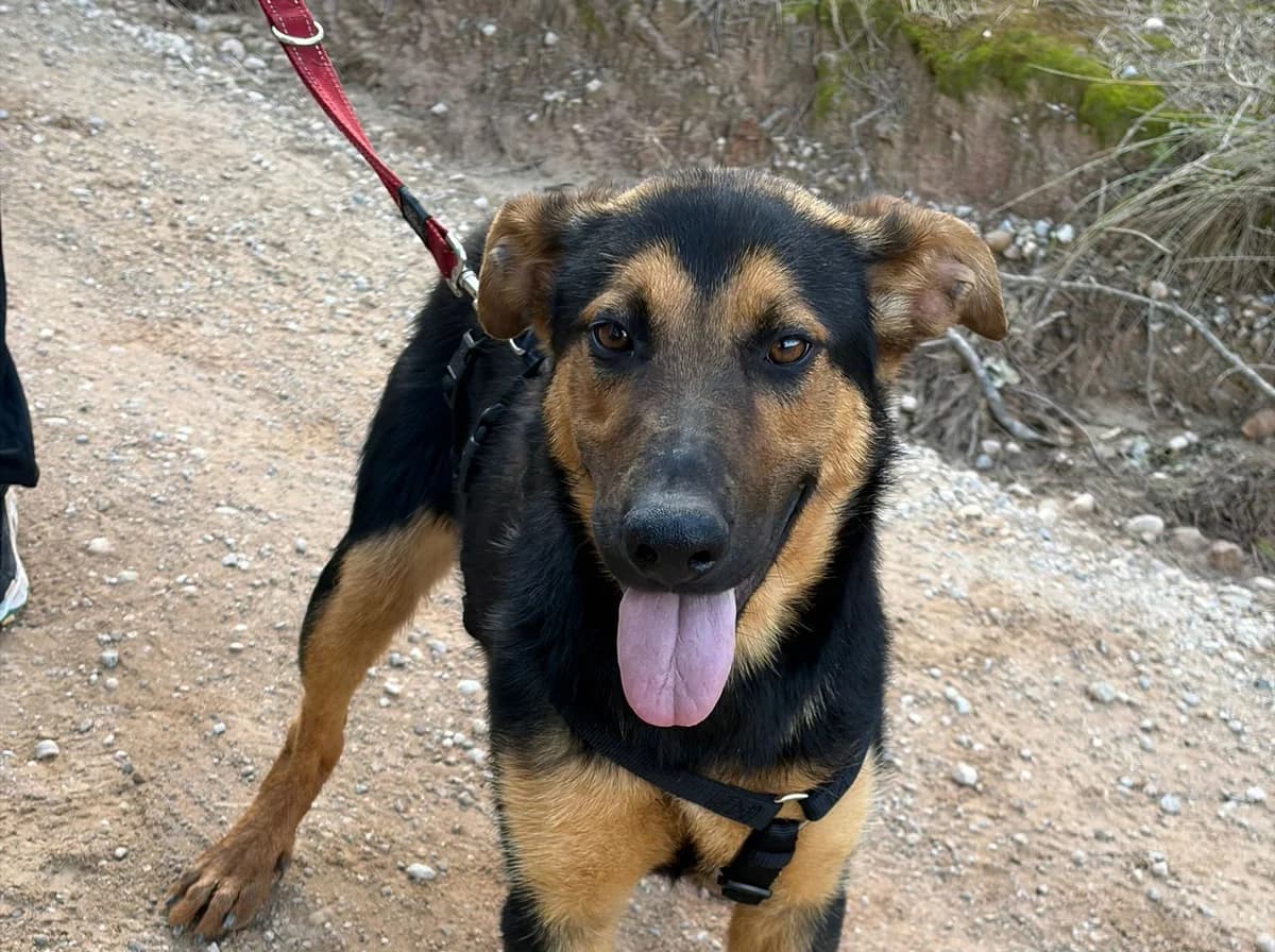 FLAUTA, female Mixed Breed for adoption at APAN — Protectora d