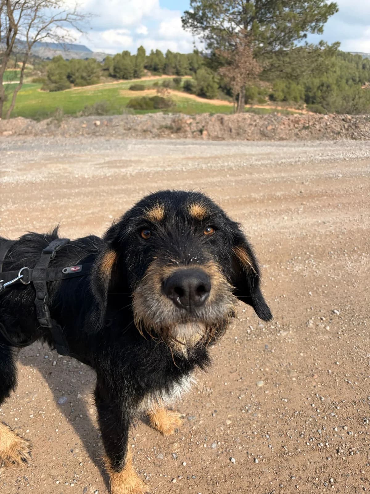 BIMBO, male Mixed Breed for adoption at APAN — Protectora d