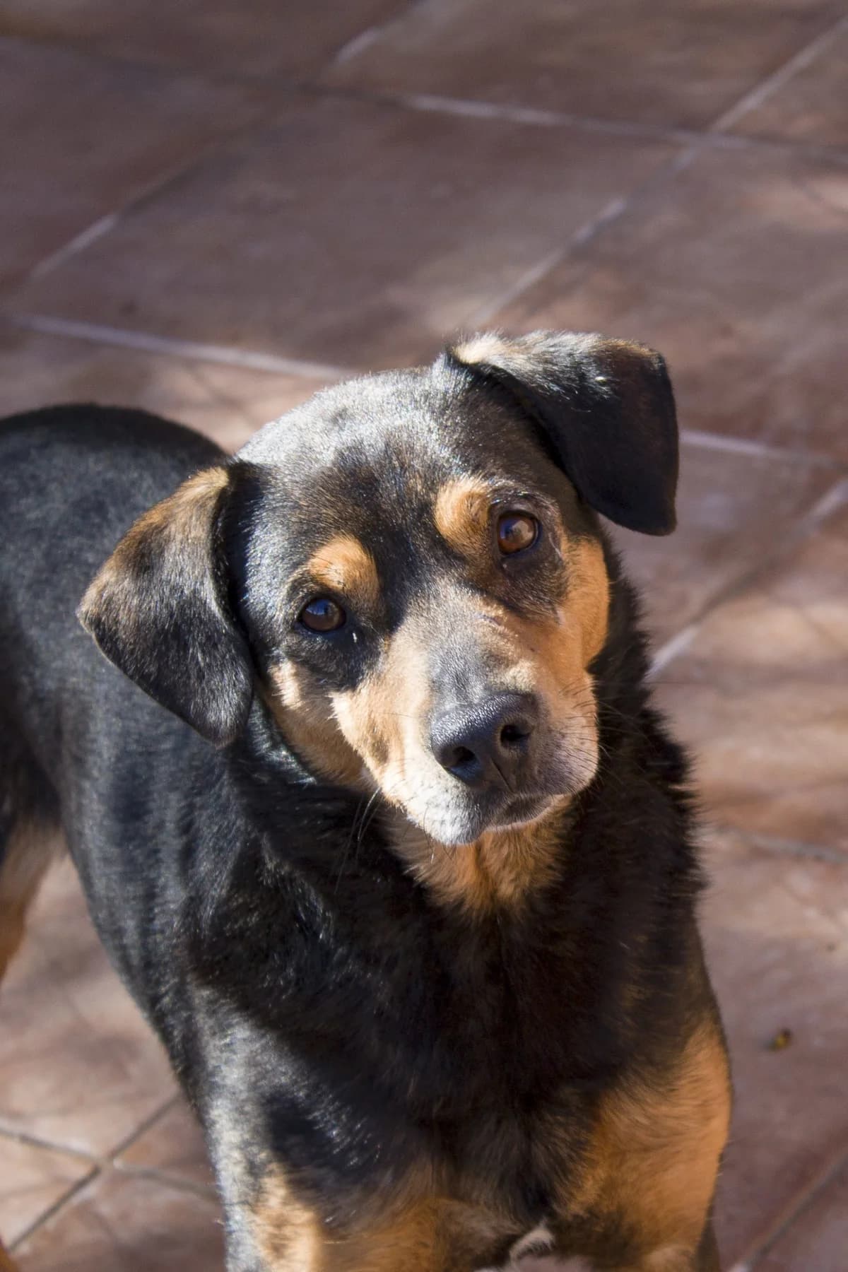 PITI, male Mixed Breed for adoption at APAN — Protectora d