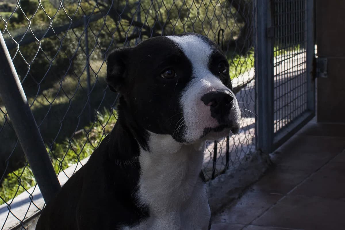 BOLITA, female Mixed Breed for adoption at APAN — Protectora d