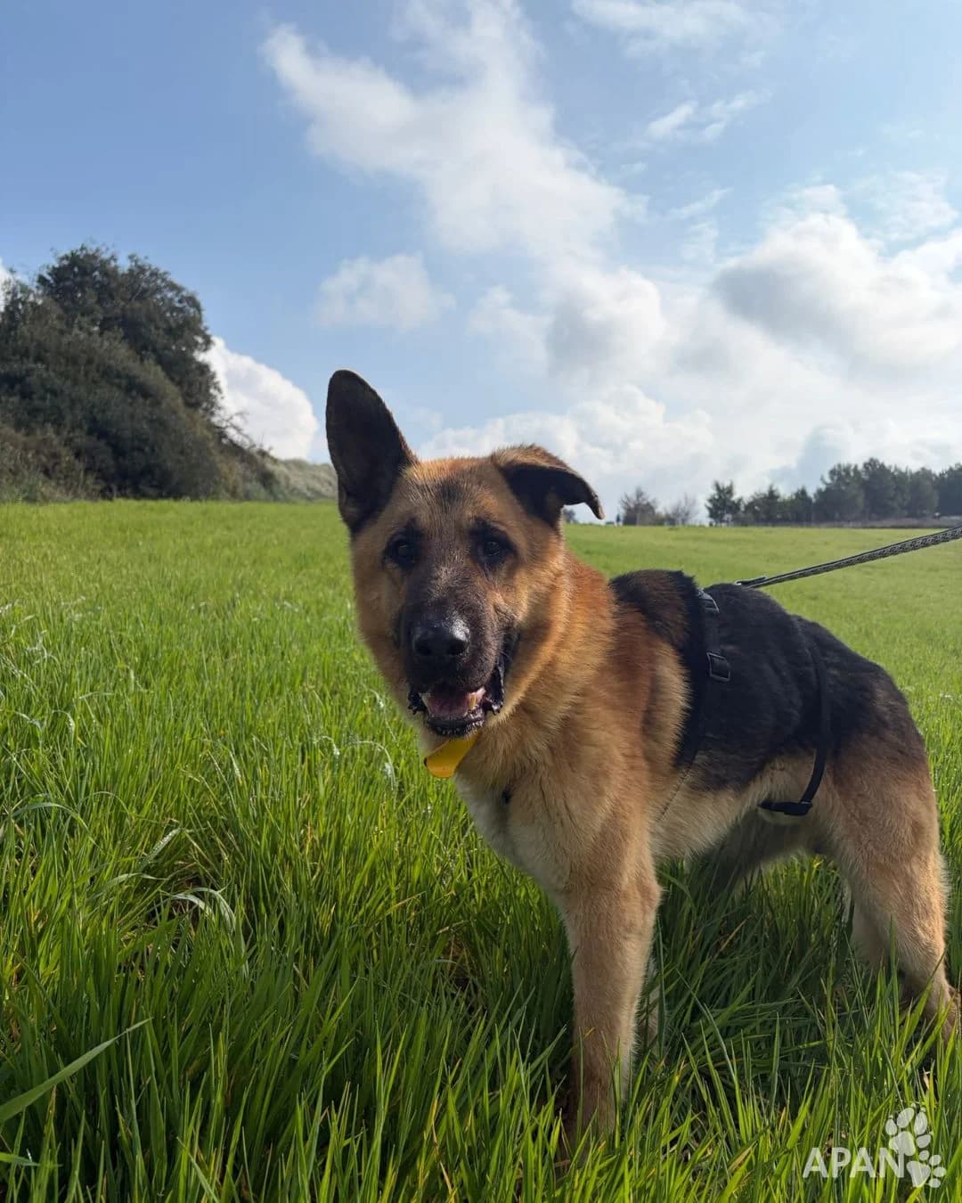 KENJI, male Mixed Breed for adoption at APAN — Protectora d