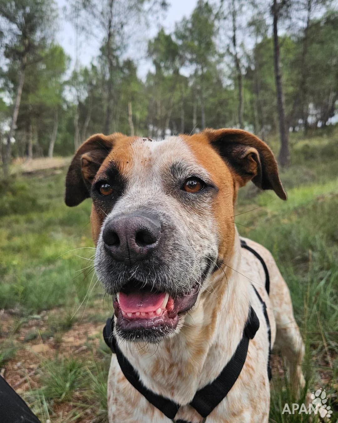 BIMBA, female Mixed Breed for adoption at APAN — Protectora d