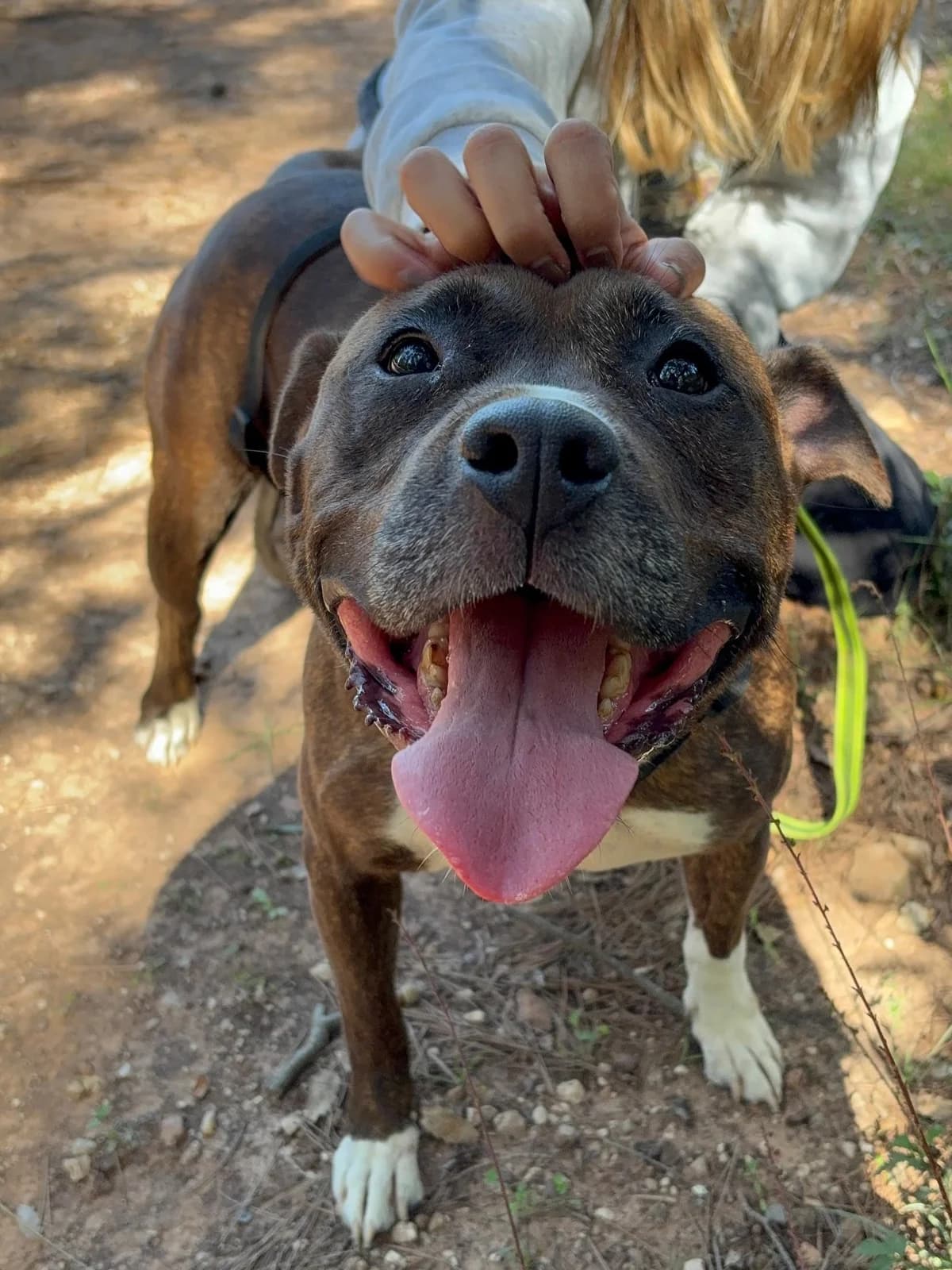 LUNA, female Mixed Breed for adoption at APAN — Protectora d