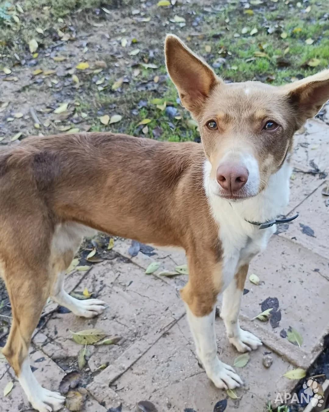 TINTIN, male Mixed Breed for adoption at APAN — Protectora d