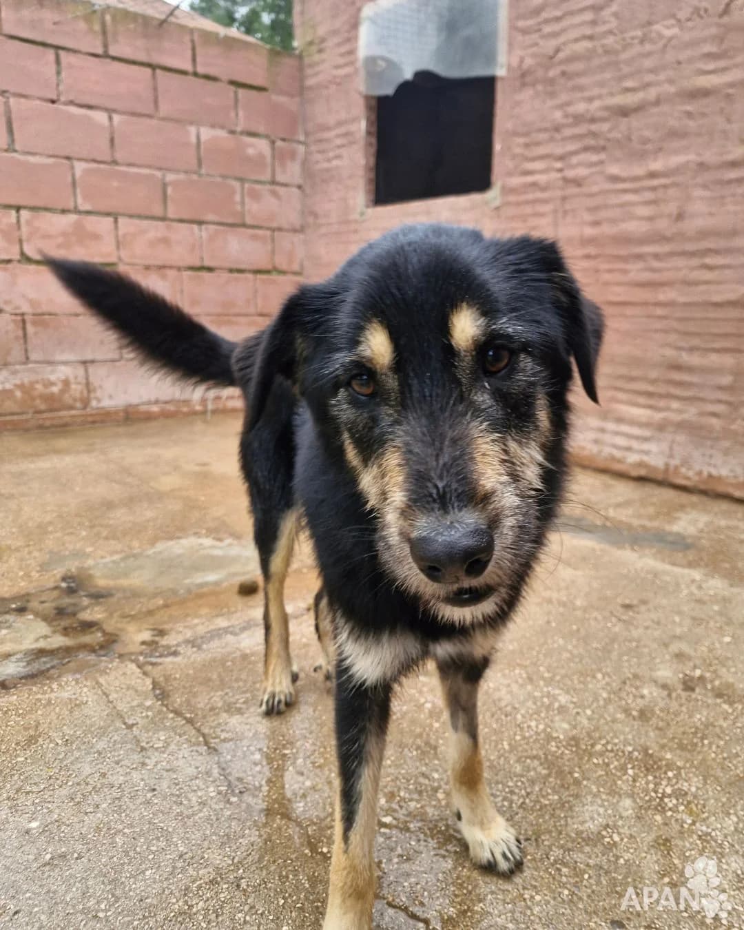 BRIOX, male Mixed Breed for adoption at APAN — Protectora d