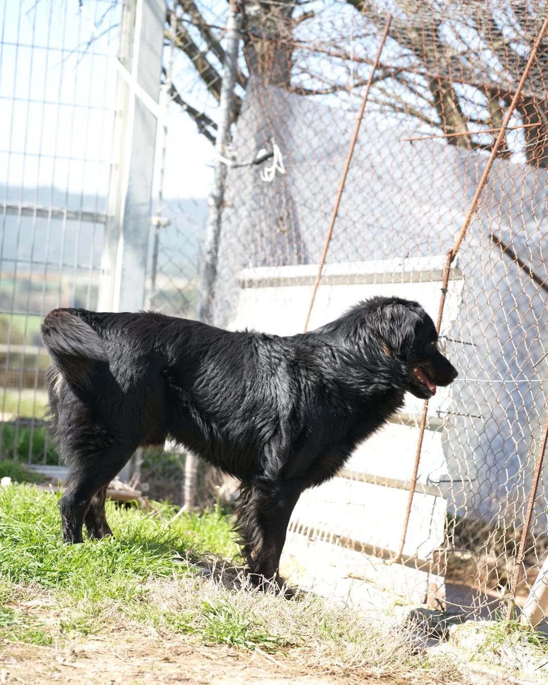 BALU, female Mixed Breed for adoption at APAN — Protectora d