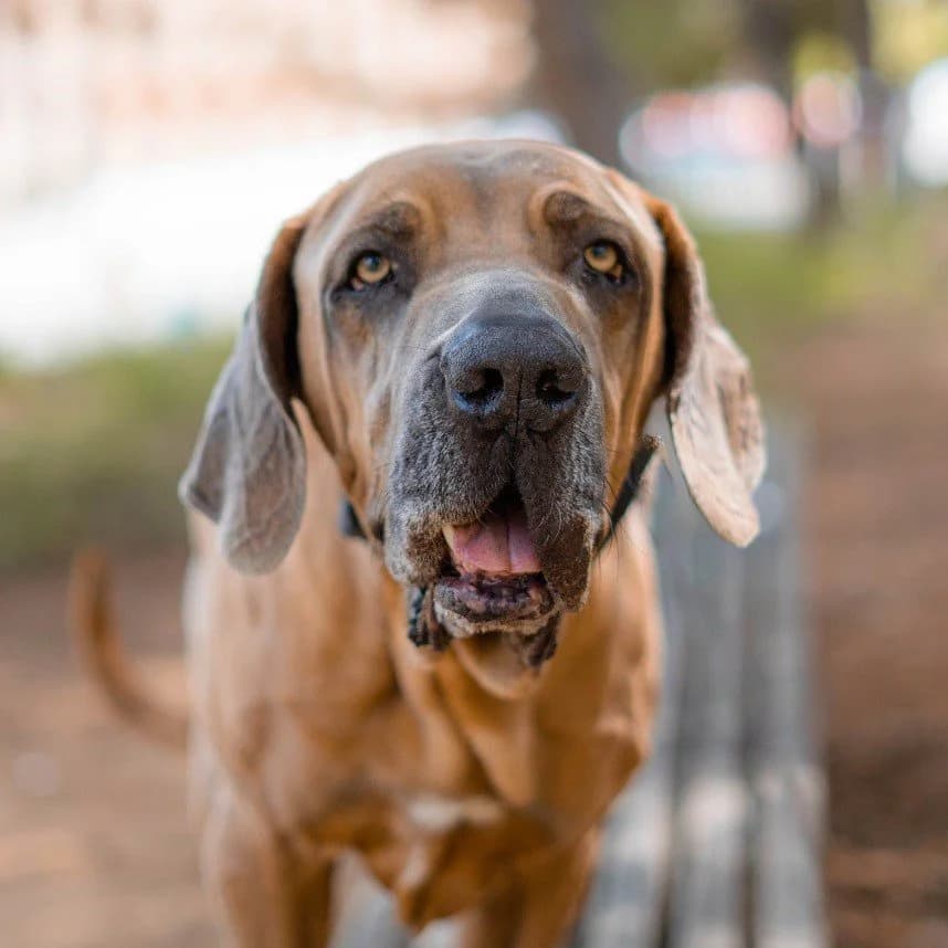 Goliath, male Mixed Breed for adoption at Protectora Barcelona, Barcelona