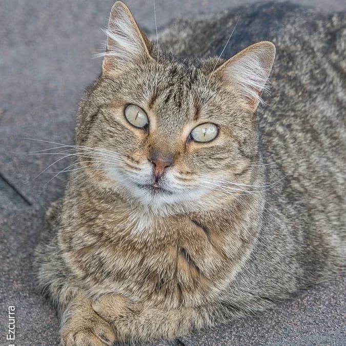 Tigresa, female Mixed Breed for adoption at Protectora Barcelona, Barcelona