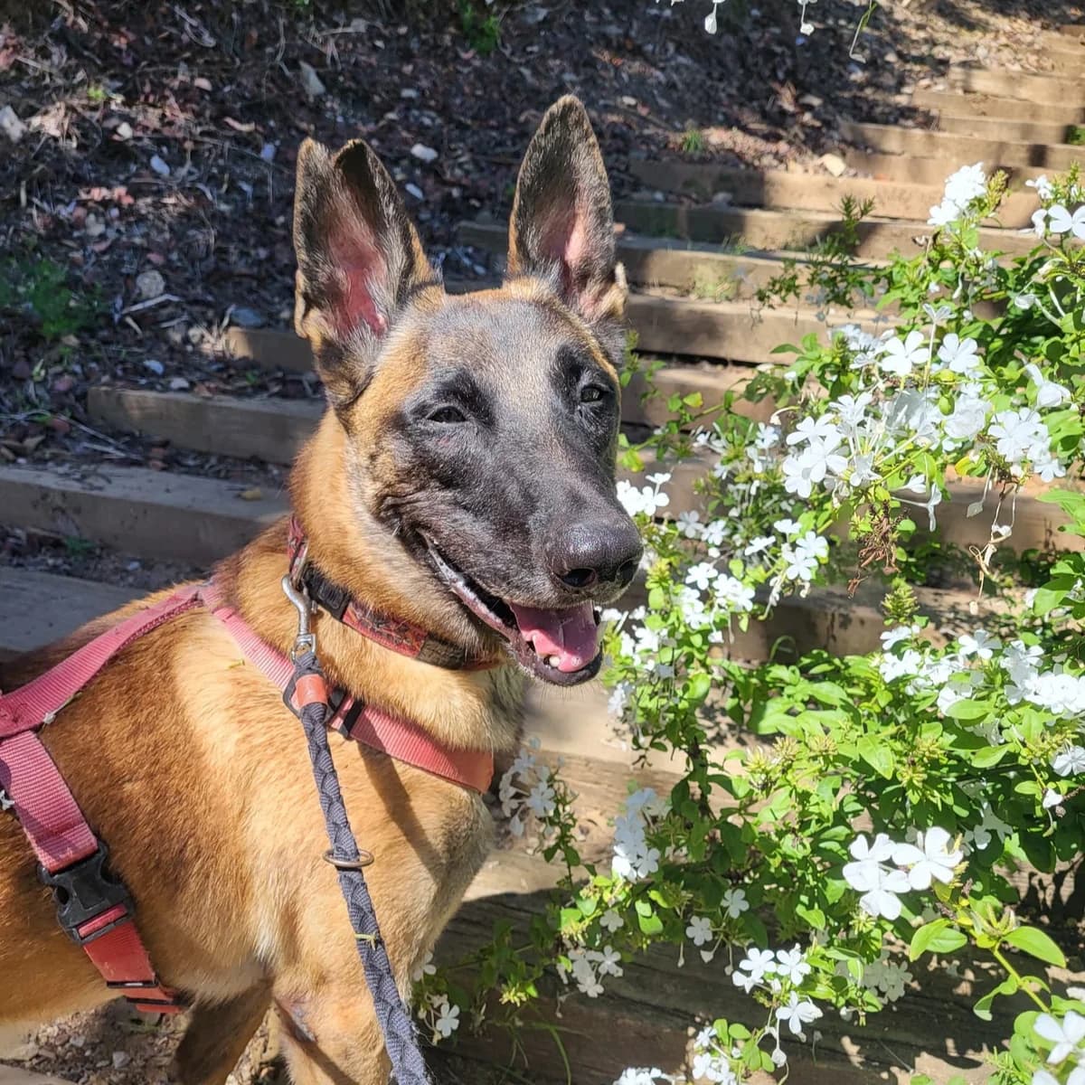 Boki,  Mixed Breed for adoption at Protectora Barcelona, Barcelona