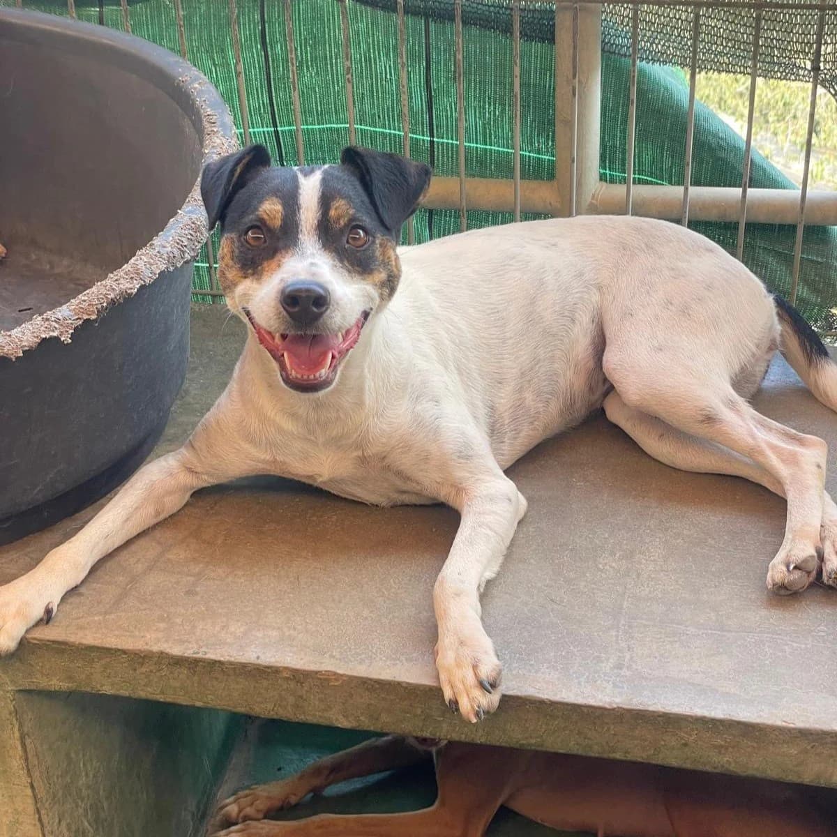 Bertita, female Mixed Breed for adoption at Protectora Barcelona, Barcelona