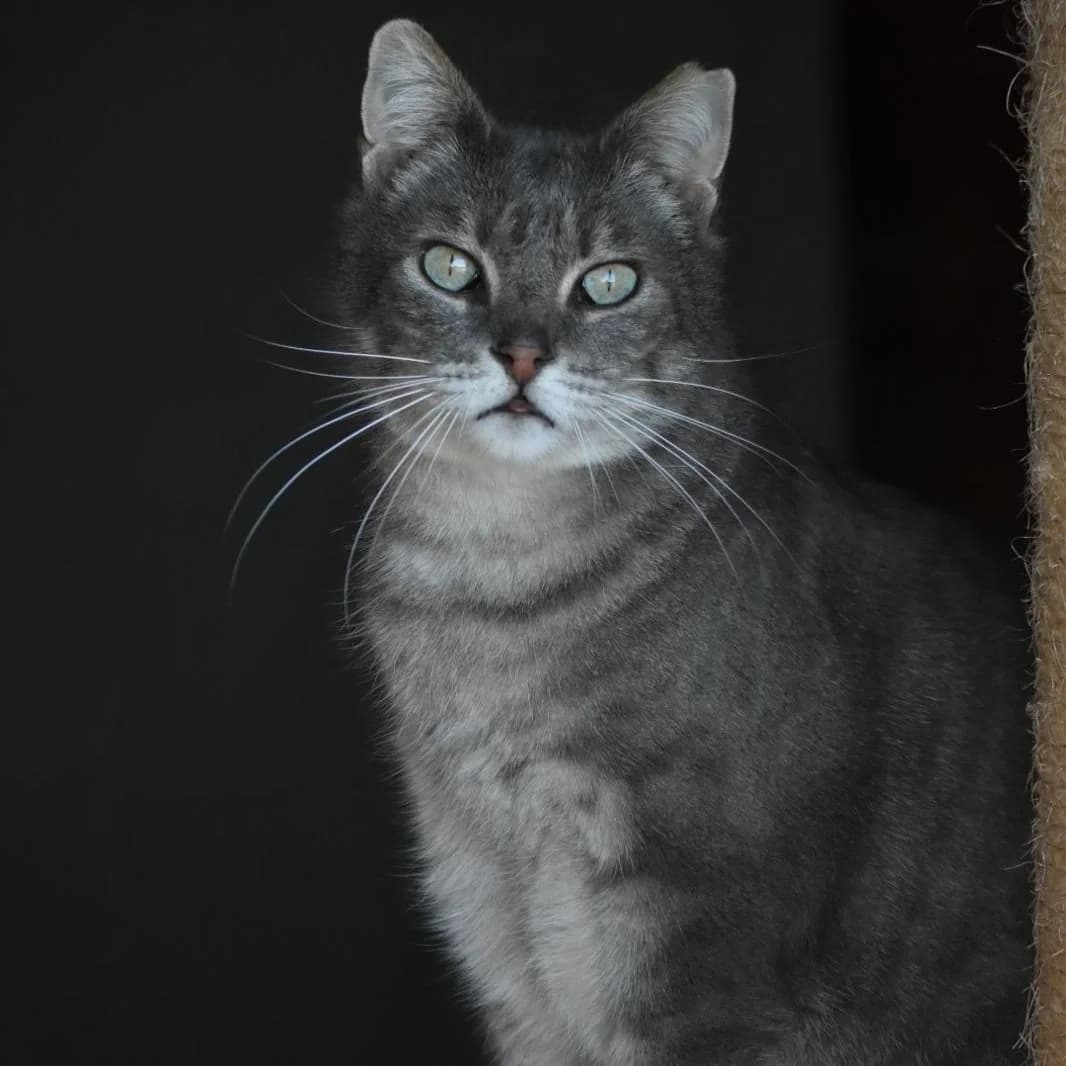 Aerys, male 4yo Mixed Breed for adoption at Protectora Barcelona, Barcelona