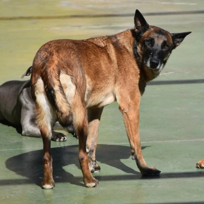 Raku, female Mixed Breed for adoption at Protectora Barcelona, Barcelona