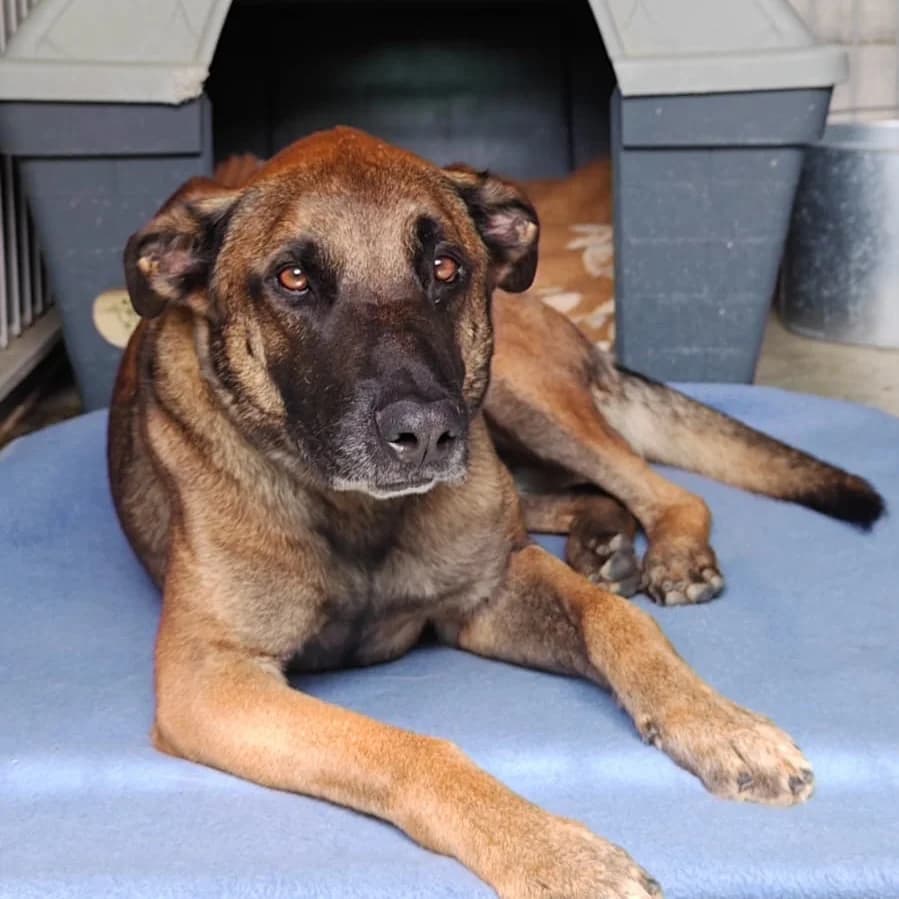 Safari,  Mixed Breed for adoption at Barcelona), Protectora Bcn