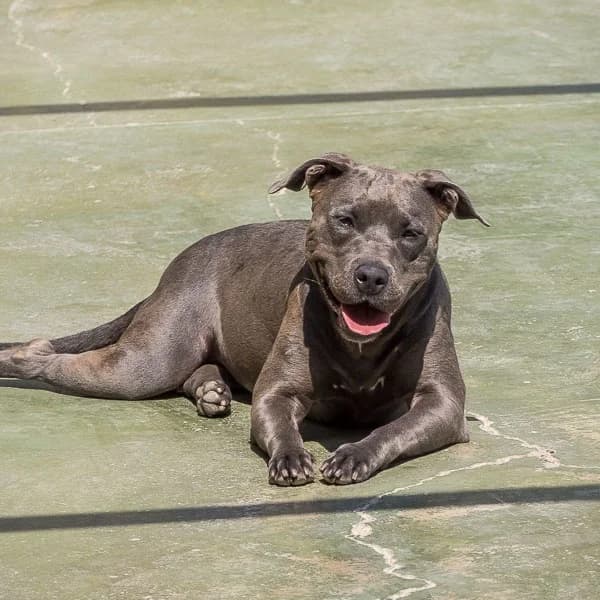 Blue,  Mixed Breed for adoption at Barcelona), Protectora Bcn