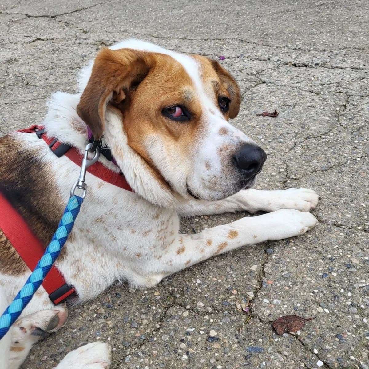 Lia,  Mixed Breed for adoption at Barcelona), Protectora Bcn