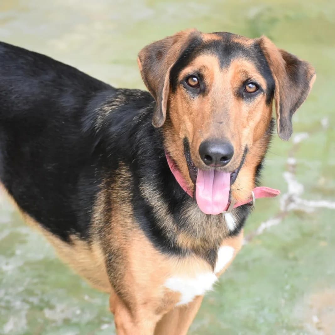 Coco,  Mixed Breed for adoption at Barcelona), Protectora Bcn