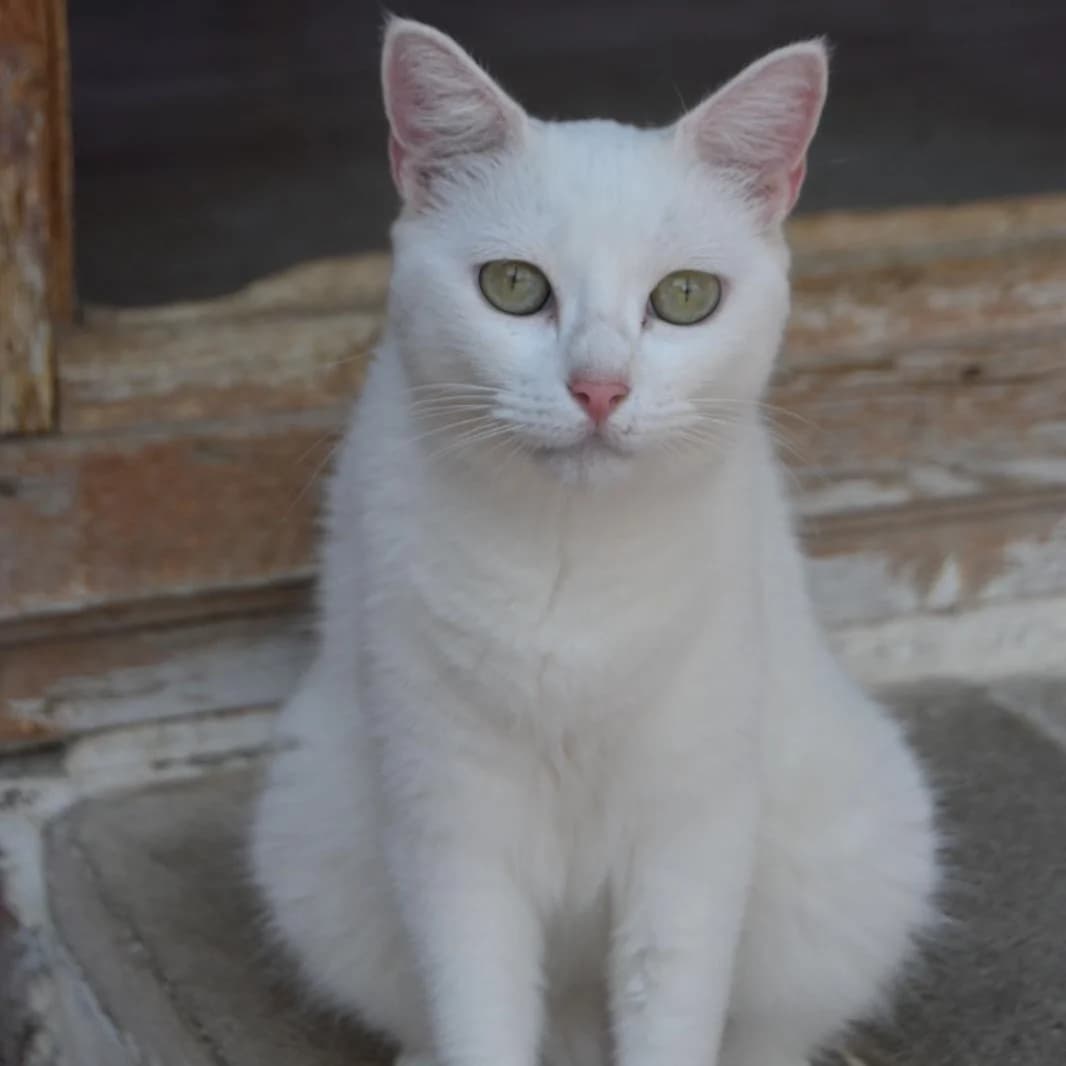 Cleo,  3yo Mixed Breed for adoption at Barcelona), Protectora Bcn