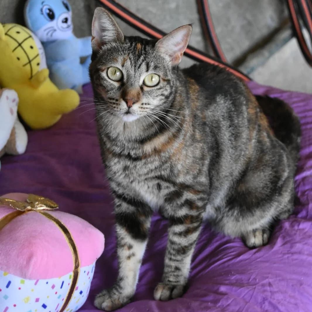 Musa,  3yo Mixed Breed for adoption at Barcelona), Protectora Bcn