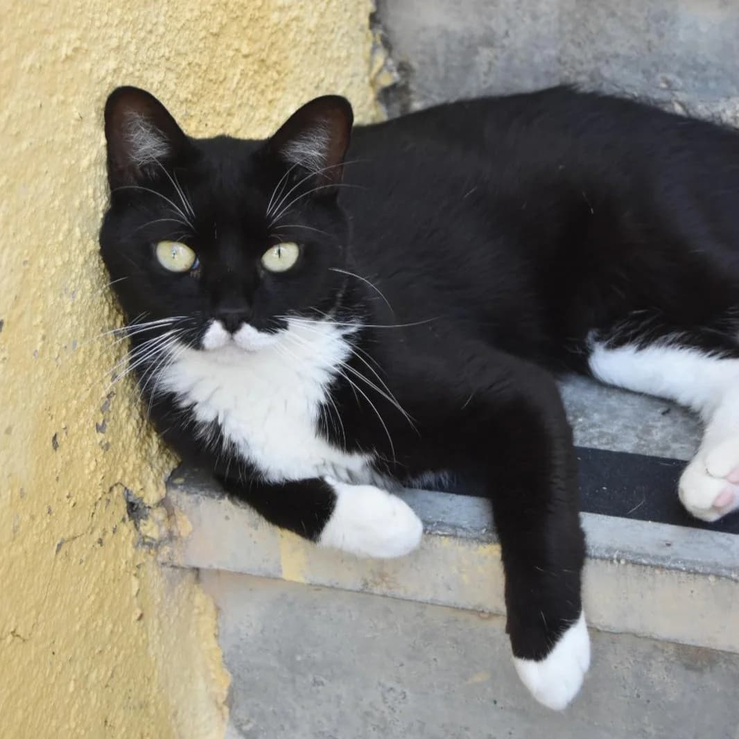 Luffy,  young Mixed Breed for adoption at Barcelona), Protectora Bcn