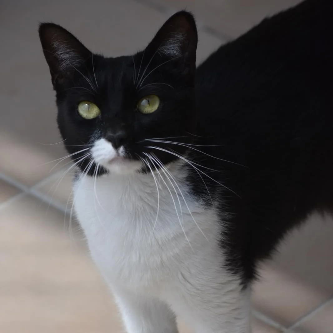 Nami,  young Mixed Breed for adoption at Barcelona), Protectora Bcn